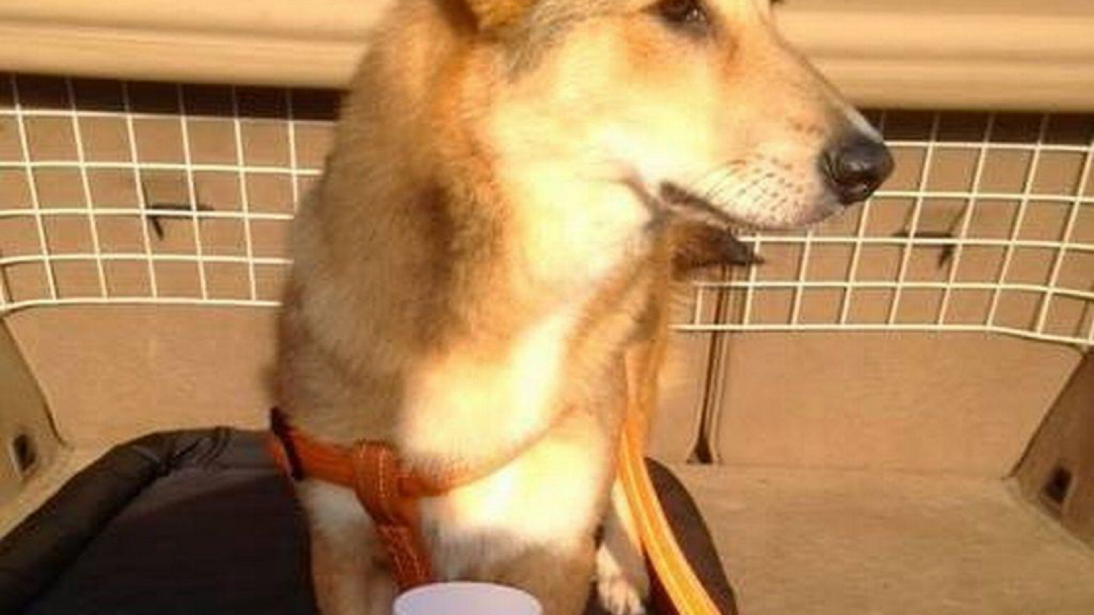 Hond uit Zuidermeer doodgeschoten met jachtgeweer